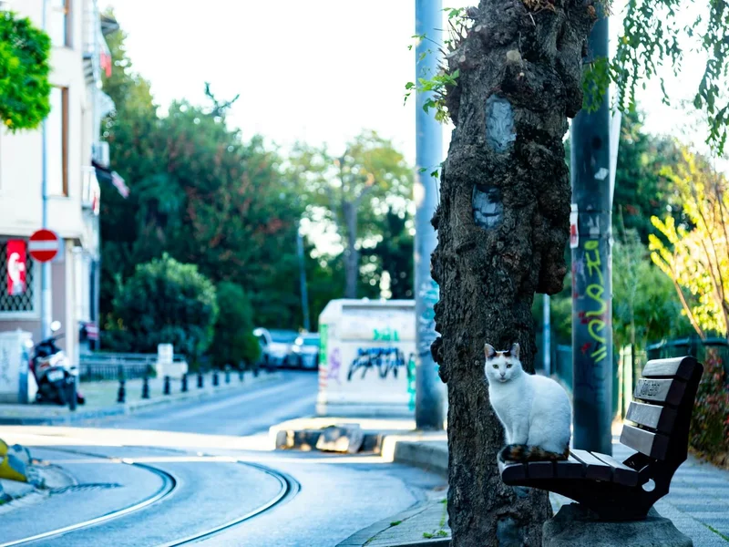 Kadıköy, Istanbul. Photo by Amir Komaee on Unsplash