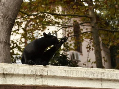 Cats of Istanbul. Photo by Luba Glazunova on Unsplash
